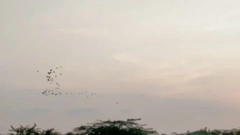 Birds fly on sky - Bird migration concept -HD(4k) Video stock 222003267