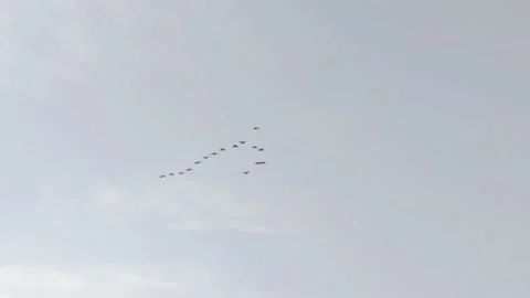 Birds fly on sky - Bird migration concept -HD(4k) Stock Footage 222029732