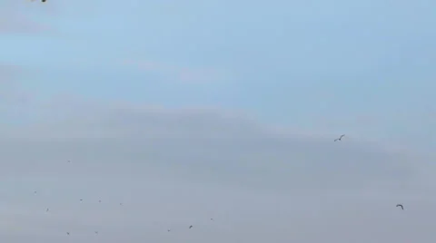Birds fly in the sky Stock Footage