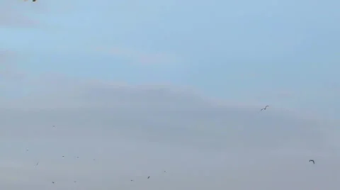 Birds fly in the sky Stock Footage 1460079