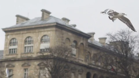Birds fly in the sky over the city in cloudy weather Stock Footage 78562865