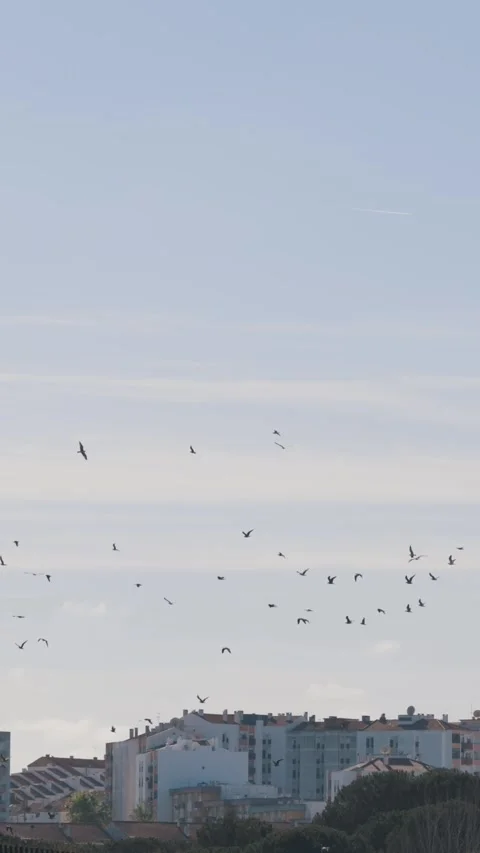Birds fly in the sky over the town Stock Footage 328255681