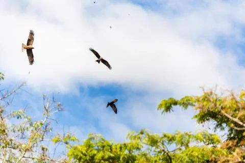Birds Fly Sky Stock Photos