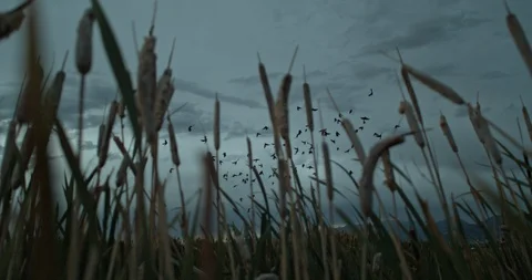Birds Fly Slow Motion Dolly Cat Tails Pond 1000fpa Stock Footage 117043533