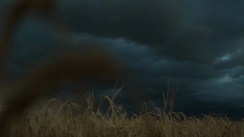 Birds Fly Slow Motion Storm Wheat Farm Stock Footage 115795999