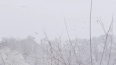 Birds fly in the snow 库存影片 147651048