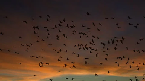 Bird of prey in meadow at sunset. Lens 2, Stock Video