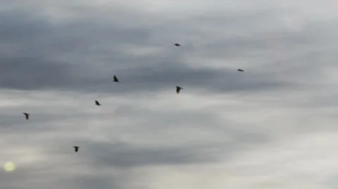 Birds Fly Into The Sunset Stock Footage 27795779