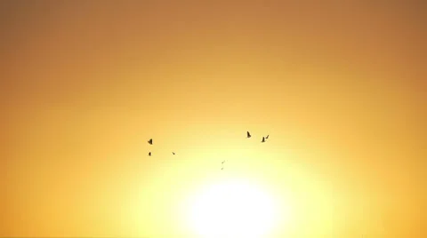 Birds fly in the sunset Stock Footage 33958343