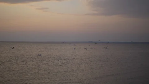 Birds fly on sunset Stock Footage 106946011