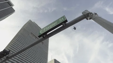 BIRDS FLY THEN PERCH ON E FLAGLER STREET SIGN Stock Footage 104506763