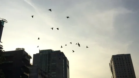 Birds fly through Bitexco tower in VietNam Stock Footage 100403365
