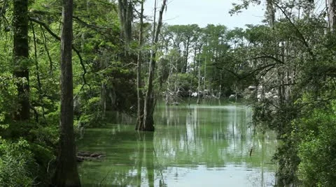 Birds Fly Through Swamp Stock Footage 11882571