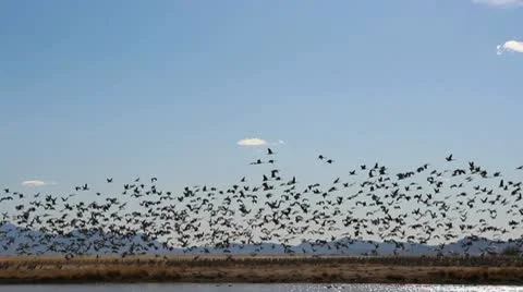 Birds Fly Time Lapse Stock Footage