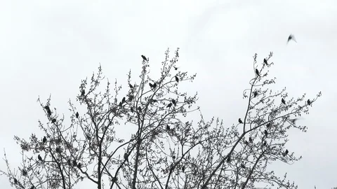Birds Fly From Top Of Tree Into White Sky Video stock 120200080