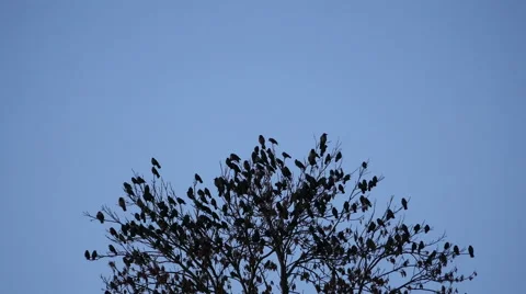 Birds Fly From Tree Stock Footage