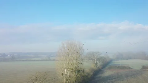 Birds fly from a tree in the middle of the fields Stock Footage 164197409