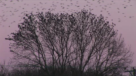 Birds fly from tree scare shock flee escape Stock-Footage 60412673