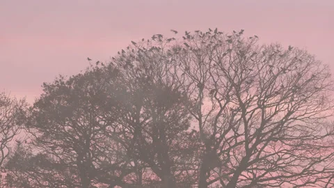 Birds fly on to trees during a simulated sunrise with swirling mist. 4K tripod Stock Footage 228657670