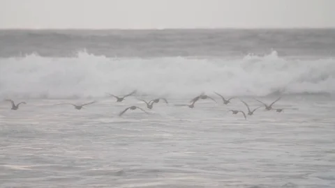 Birds fly into waves from the beach, slo-mo. Stock Footage 82330067