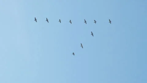 Birds fly like wedge in sky Stock Footage 281562333