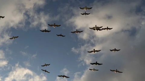 Birds fly without flapping their wings in a dynamic stream against the Stock Footage 135965945