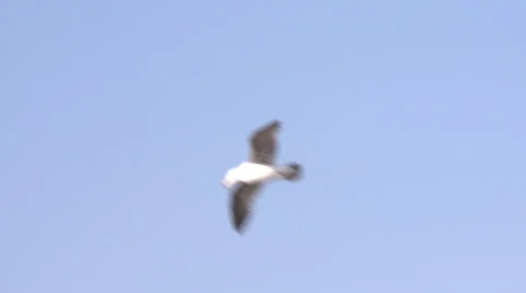 Birds Flying 1 Stock Footage 23427572