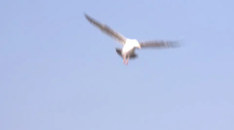 Birds Flying 2 Stock Footage 23424842