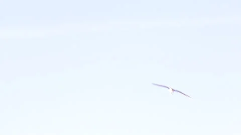 Birds Flying 3 Stock Footage 23425131