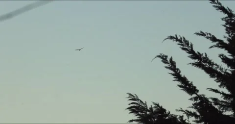 Birds Flying Above The Trees Stock Footage