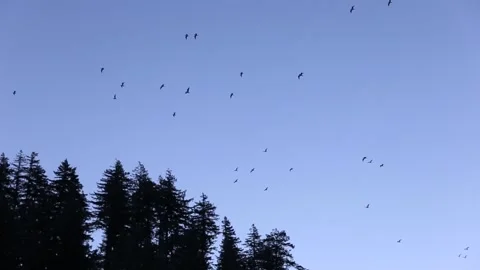 Birds Flying Above the Trees Stock Footage 171304304
