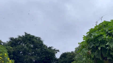 Birds flying across a cloudy sky over lush green trees in a garden 스톡 동영상 329614243