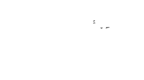Birds Flying Across Screen. Composite, effects, CG. Stock Footage 47680612