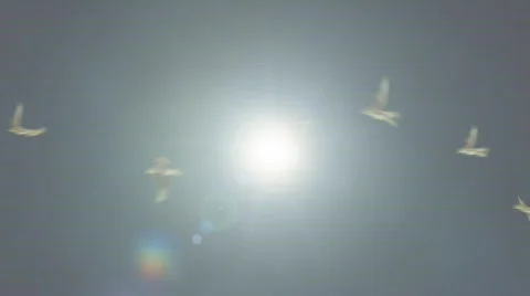 Birds Flying Against the Sun Loop HD Video stock 704933