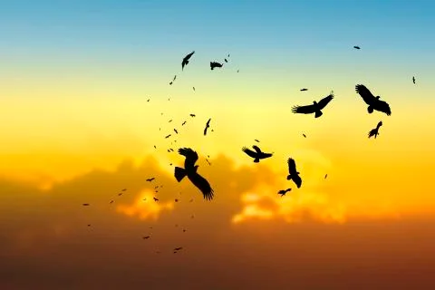 Birds flying and abstract sky Stock Photos