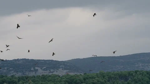 Birds flying and circle the sky over the hills and forest Stock Footage 274602797