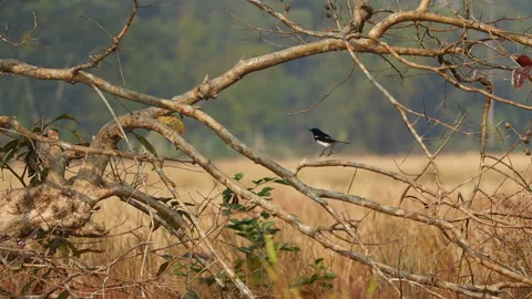 Birds Flying and Perching on Tree Branches in Rural Field Landscape Stock Footage 325185851