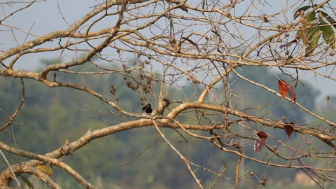 Birds Flying and Perching on Tree Branches in Rural Countryside Field Stock Footage 325186638