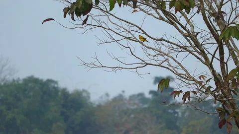 Birds Flying and Perching on Tree Branches in Rural Agricultural Field Stock Footage 325192129