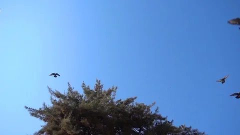Birds Flying and Pine Tree Slow Motion Stock Footage 97903265