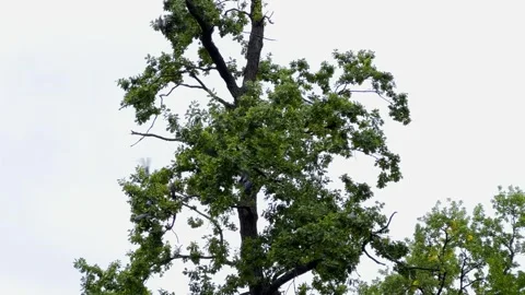 Birds flying around big tree. Stock Footage 306557307