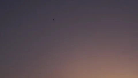 Birds flying around a camera with sunset gradient background Video stock 309478536