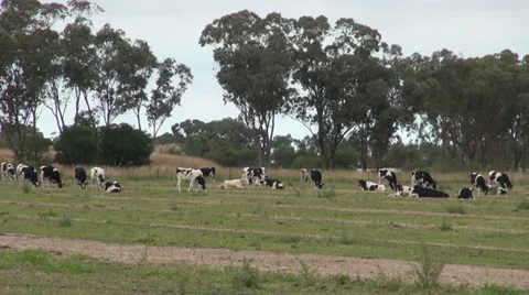 Birds flying around cattle Stock Footage 36720088