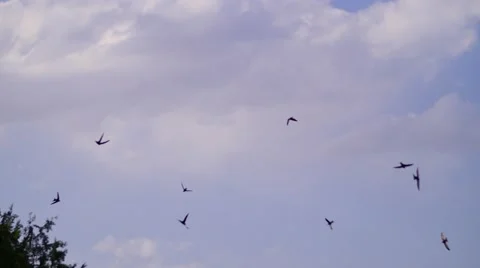 Birds Flying around with Clouds Stockbeeldmateriaal 53202923
