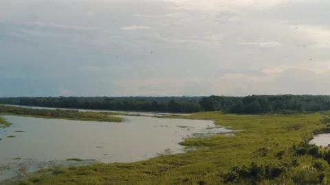 Birds flying around drone in Amazon, Amazonia in Peru 4K Stock Footage 197102389