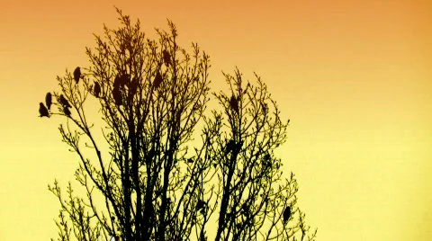 Birds flying away Stock Footage