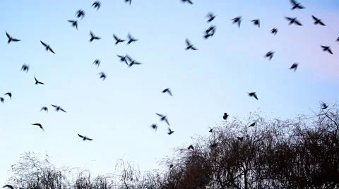 Birds flying away Stock Footage