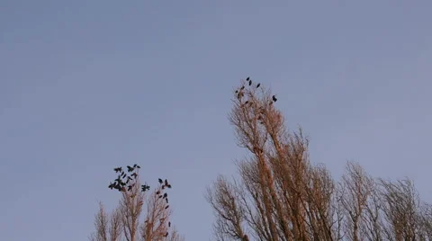 Birds flying away Stock Footage 60958001