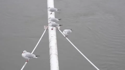Birds flying away from a pole Video stock 145019650