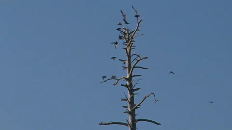 Birds Flying Off a Bare Tree Vídeo Stock 43669228